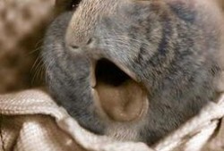 人曾杂交在线观看