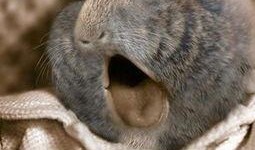 人曾杂交在线观看