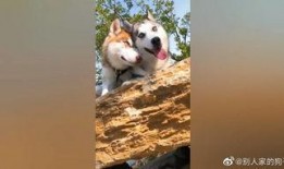 吃狗粮视频爆料大全图片,笑料百出，情感纠葛尽收眼底