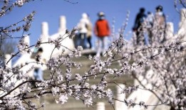 桃花绽放全集手机在线观看,手机在线观看，尽享浪漫时光