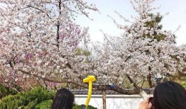 樱花爆料视频,揭秘视频背后的惊人真相