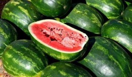 大瓜免费吃,尽在大瓜免费吃！