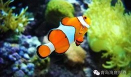 海底世界在线观看,跟随海底世界在线之旅