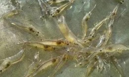 养殖对虾爆料视频大全最新,揭秘行业秘密与养殖技巧