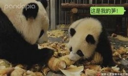 神秘人爆料熊猫视频,熊猫视频背后的惊人真相