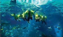 海底世界在线观看,跟随海底世界在线之旅