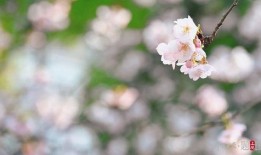 樱花爆料视频,揭秘视频背后的惊人真相