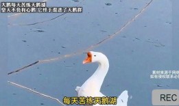 大鹅爆料事件是真的吗视频,真相揭秘与视频实证