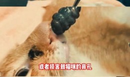 寄生兽医在线观看,寄生虫防治与健康管理之道