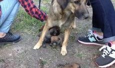 最新台湾狗崽爆料事件视频,视频揭露惊人内幕