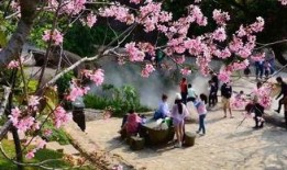 樱花爆料视频,揭秘视频背后的惊人真相