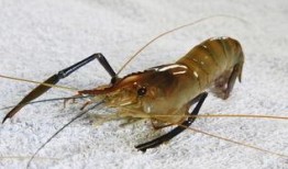 养殖对虾爆料视频大全最新,揭秘行业秘密与养殖技巧