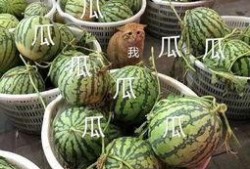 康欣娱乐吃瓜君,揭秘娱乐圈幕后真相